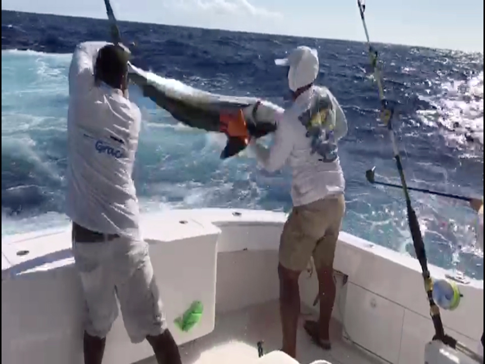Dos tripulantes de la lancha Grace regresan a la mar un marlin blanco capturado por Tuti Armenteros